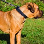 40 mm Wide Leather Cane Corso Collar for Training and Walking