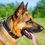 Royal Nappa Padded Leather German Shepherd Collar