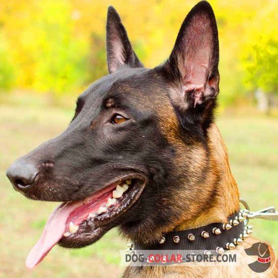 Nylon Belgian Malinois Collar with 2 Rows of Spikes