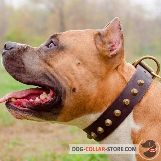 Studded Leather Amstaff Collar for Safe Walking