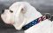 American Pride Painted Leather American Bulldog Collar