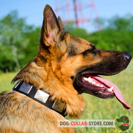 Nylon German Shepherd Collar With Vintage Massive Silver Color Plates