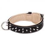 Nappa Padded Leather Dog Collar with Nickel Plated Spikes