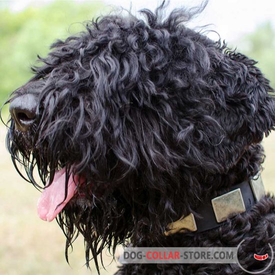 Leather Black Russian Terrier Collar With Massive Plates