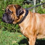 Premium Quality Leather Bullmastiff Collar with Brass Studs