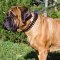 Premium Quality Leather Bullmastiff Collar with Brass Studs