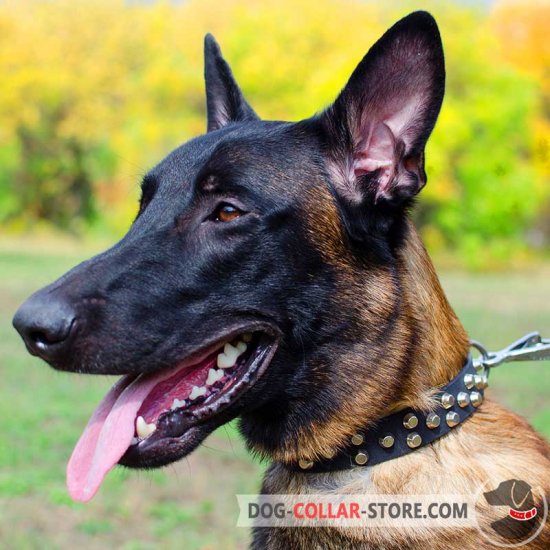 Malinoises hot sale