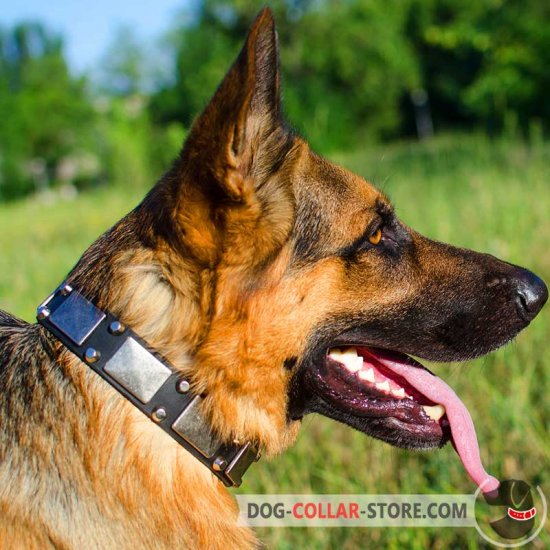 Leather German Shepherd Collar with Nickel Plates and Pyramids