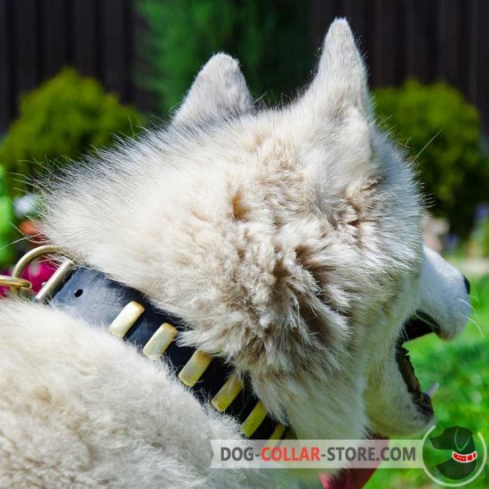 Adjustable Leather Akita / Siberian Husky Collar With Plates