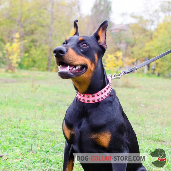 designer doberman collars