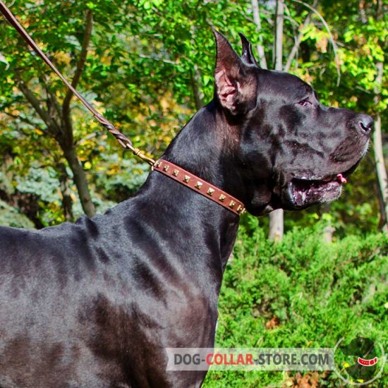 "Caterpillar Design" Leather Great Dane Collar Decorated with Brass Studs
