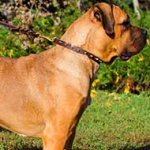 Elegant Narrow Leather Cane Corso Collar with Brass Spikes