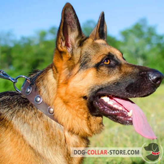 Stylish Leather German Shepherd Collar with Silver Conchos