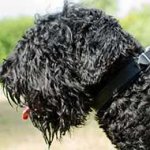 Felt Padded Leather Black Russian Terrier Collar for Walking and Training