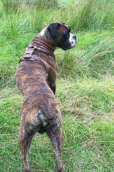 Handcrafted Leather Boxer Collar with Braiding