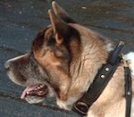 Two Ply Leather Akita / Siberian Husky Collar With Handle