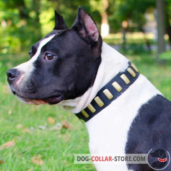 Gorgeous Wide Leather Pitbull Collar With Plates