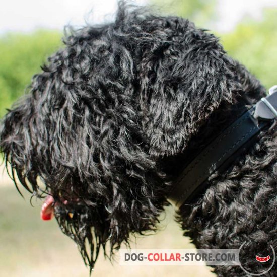 Felt Padded Leather Black Russian Terrier Collar for Walking and Training