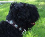 Brown Leather Russian Terrier Collar with Silver Plated Circles