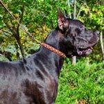 "Caterpillar Design" Leather Great Dane Collar Decorated with Brass Studs