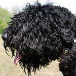 Stylish Leather Black Russian Terrier Collar with Silver Conchos