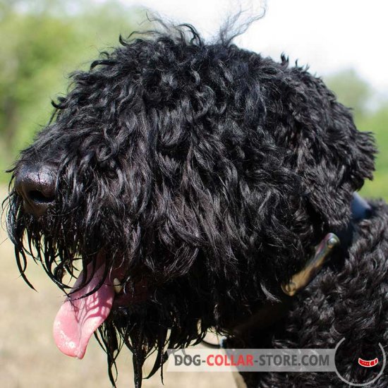 Adjustable Leather Black Russian Terrier Collar with Metal ID Tag