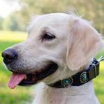 Gorgeous Leather Golden Retriever Collar With Awesome Plates