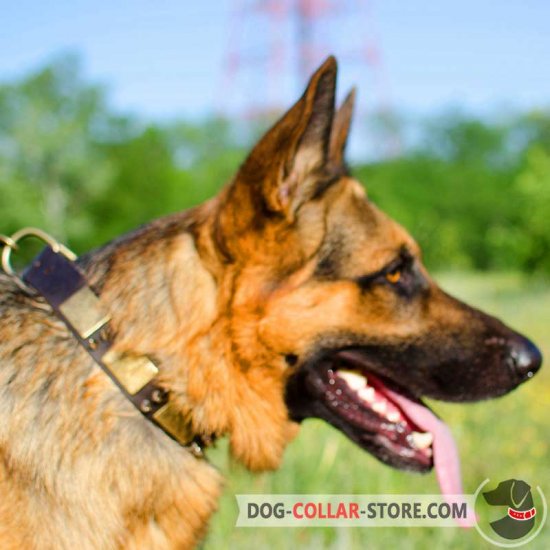 Fancy Leather German Shepherd with Metal Decoration