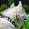 Adjustable Leather Akita / Siberian Husky Collar With Plates