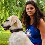 Royal Nappa Padded Leather Golden Retriever Collar