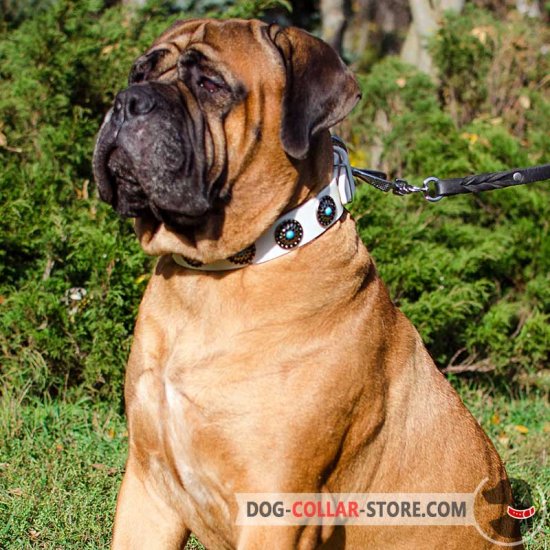 Best Shock Collar For A Mastiff! (2023) We Love Doodles