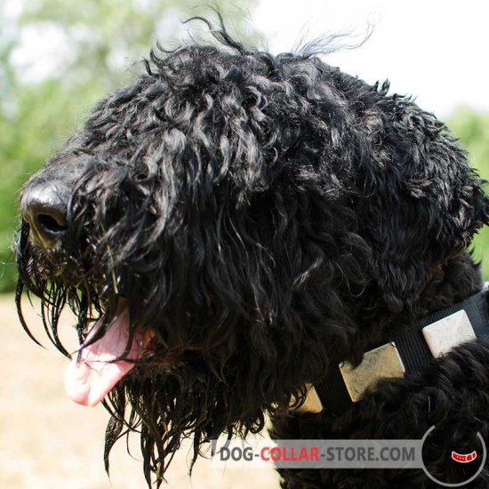 Nylon Black Russian Terrier Collar With Vintage Massive Plates