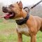 Leather Amstaff Collar for Agitation Training with Handle