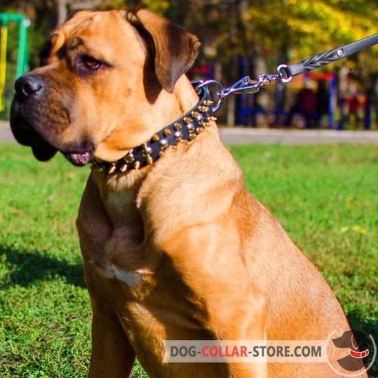 Designer Leather Cane Corso Collar with Spikes and Studs