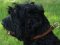 Braided Leather Black Russian Terrier Choke Collar for Obedience Training