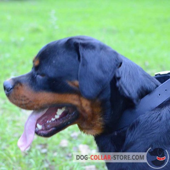 Any Weather Nylon Rottweiler Collar with Nickel Hardware