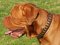 Brown Leather Dogue de Bordeaux Collar Decorated with Small Brass Plates