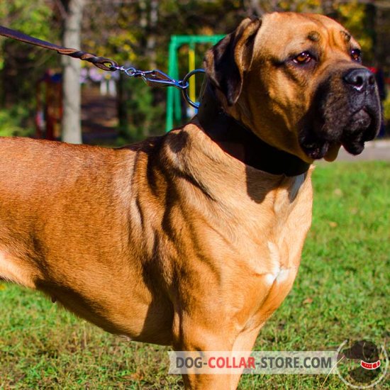 Best shock collar for cane corso sale