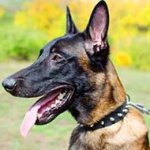 Leather Belgian Malinois Collar with 1 Row of Nickel Plated Spikes