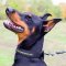 Wide Nylon Doberman Collar For Everyday Walking and Training