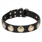 'Hip and Edgy' Dog Collar with Brass Stellar Circles