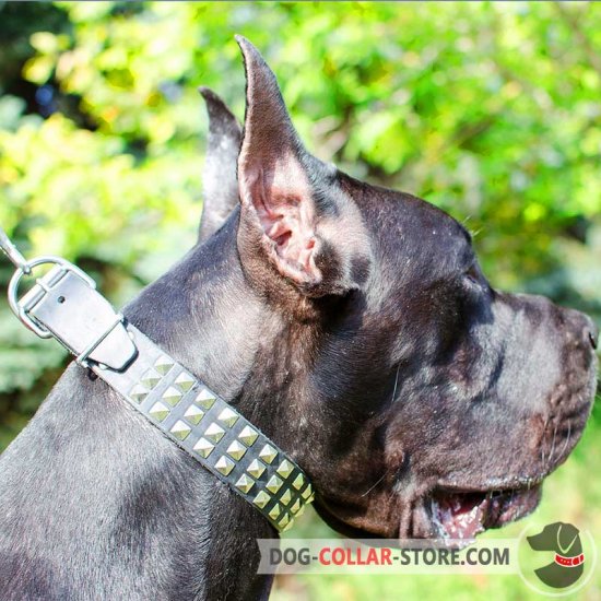 Leather Great Dane Collar with 3 Rows of Nickel Plated Studs