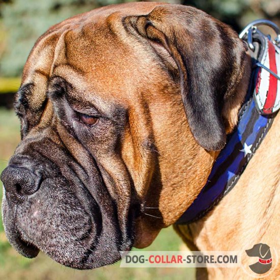 Shock collar sales for mastiff
