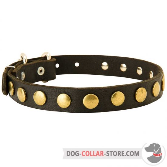 Leather Dog Collar Decorated With Brass Circle Studs