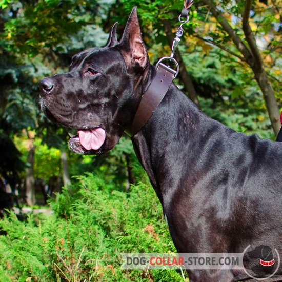 Training collar for deals great dane
