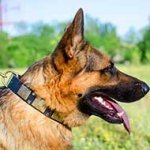 Leather German Shepherd Collar with Brass Plates and Nickel Studs