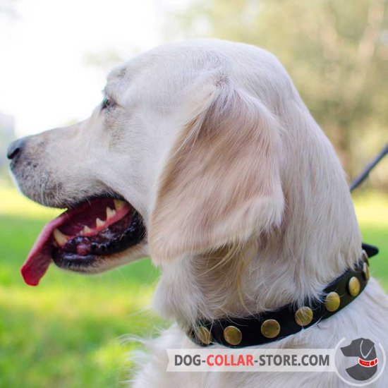 Leather Golden Retriever Collar Decorated With Brass Circle Studs