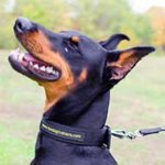 Wide Nylon Doberman Collar For Everyday Walking and Training