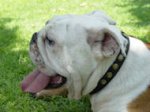 Black Leather English Bulldog Collar With Circles