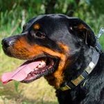 Designer Leather Rottweiler Collar with Large Nickel Plates